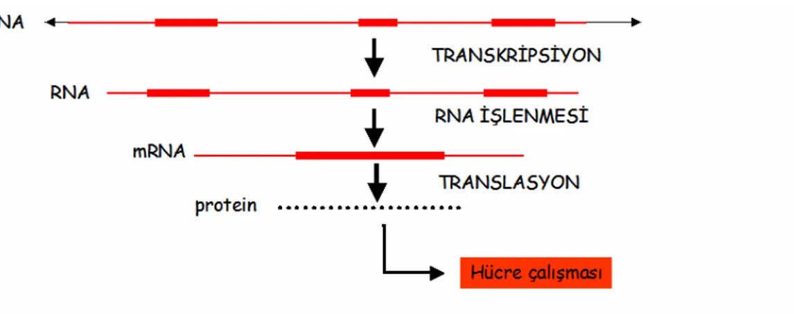 Şekil 6.   Genlerden proteinlere: Transkripsiyon, DNA’nın aynı dizileri ta ş ıyan bir RNA zinciri sentezlemesi demektir