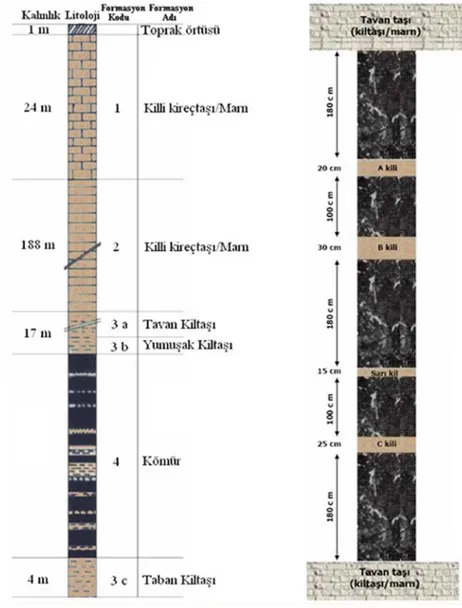 Şekil 1. Ömerler bölgesi kömür damarının çevre kayaçları ve stratigrafisi (Çelik, 2005) 