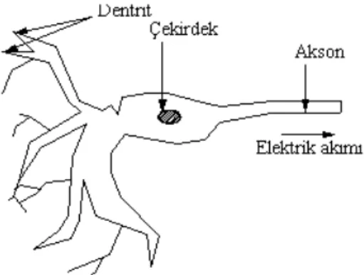 Şekil 1. Tipik bir biyolojik nöron 