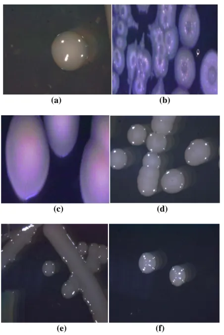 Şekil  1.  a)  Pseudomons aeruginosa (1),  b)  Pseudomonas aeruginosa (4b),  c)  Pseudomonas putida 