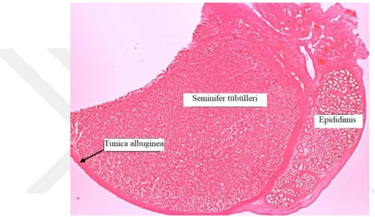Şekil 2.1. Testis histolojisi ve epididimis 