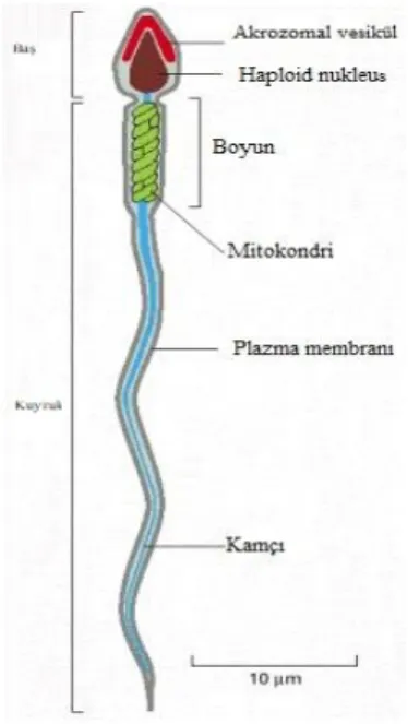 Şekil 2.4. Sperm hücresi yapısı 