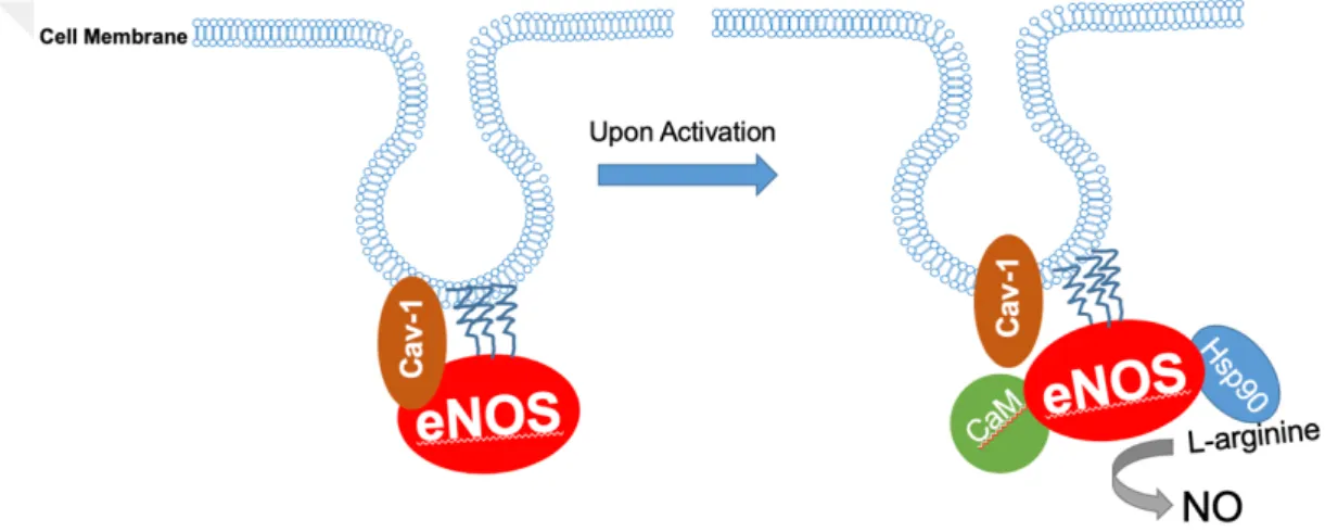 Figure 2.1: Schematic representation of eNOS in physiological conditions. The  inactive state of eNOS is co-localized with Cav-1 protein at caveolae