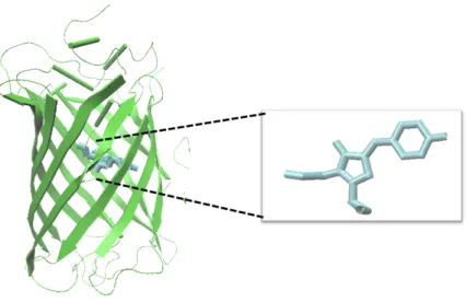 Figure 2.4: Schematic representation of the mechanism of light emission by  aequorin upon activation with Ca 2+ 