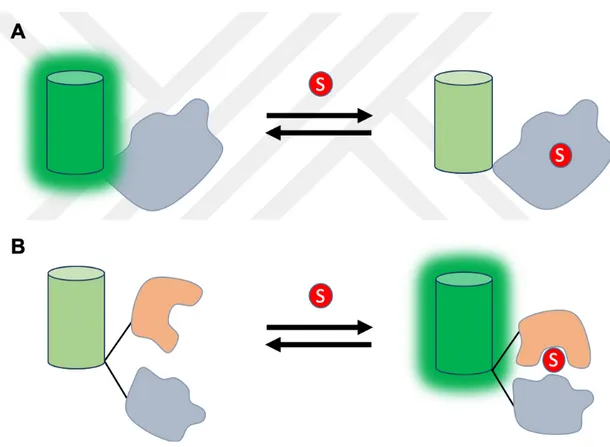 Figure 2.7: Schematic representation of Intensiometric and ratiometric single  FP biosensors