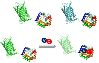 Figure 2.10: 3D protein structure of ratiometric geNOps. Ratiometric geNOps are  composed of 2 FP’s, GAF domain, and a linker