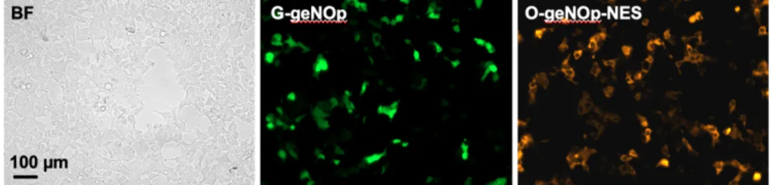 Figure 12.1: Transfection efficiency of cytosolic targeted and untargeted geNOps. Representative wide-field  images of HEK293 cells in the bright field mode (left panel) or expressing the green variant of geNOps  (G-geNOps, middle panel), or expressing the