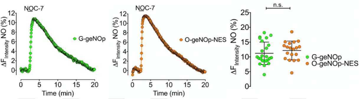 Figure 13: Representative time course of exogenously applied NOC-7 signals in  HEK293 cells