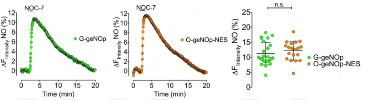 Figure 13: Representative time course of exogenously applied NOC-7 signals in  HEK293 cells