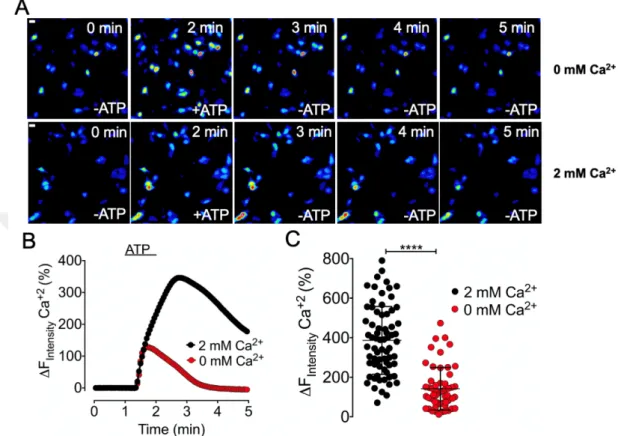 Figure 17: Comparison of nuclear Ca 2+  signals. (A) Representative pseudo-