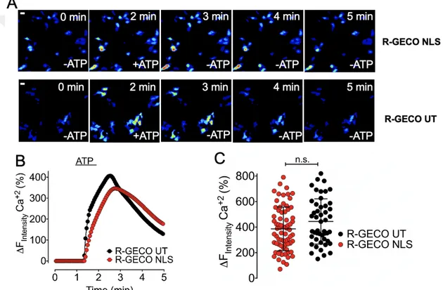 Figure 18: Calcium imaging in different subcellular locales with GECOs. (A)  Representative pseudo-colored images of HEK293 cells expressing GECOs showing  different time intervals in physiological buffer containing 2 mM Ca 2+ 