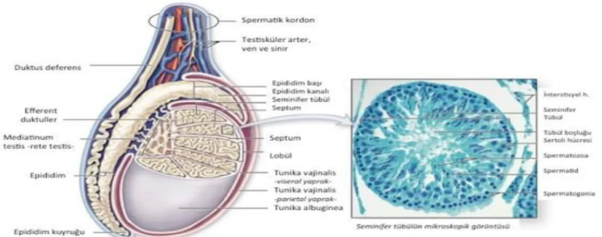 Şekil 2.2: Testisin Anatomisi