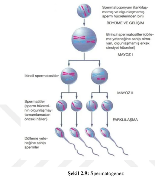 Şekil 2.9: Spermatogenez Kaynak: (yenibiyoloji.com, 2017)  Daha sonra spermiyogenez yani farklılaşma evresi başlar; 