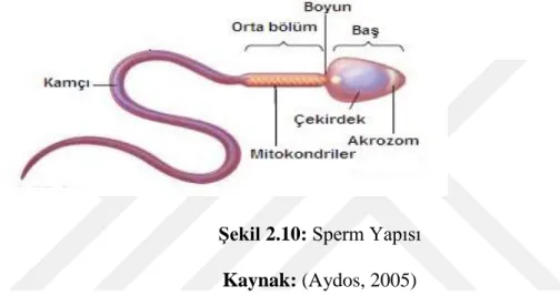 Şekil 2.10: Sperm Yapısı Kaynak: (Aydos, 2005) 