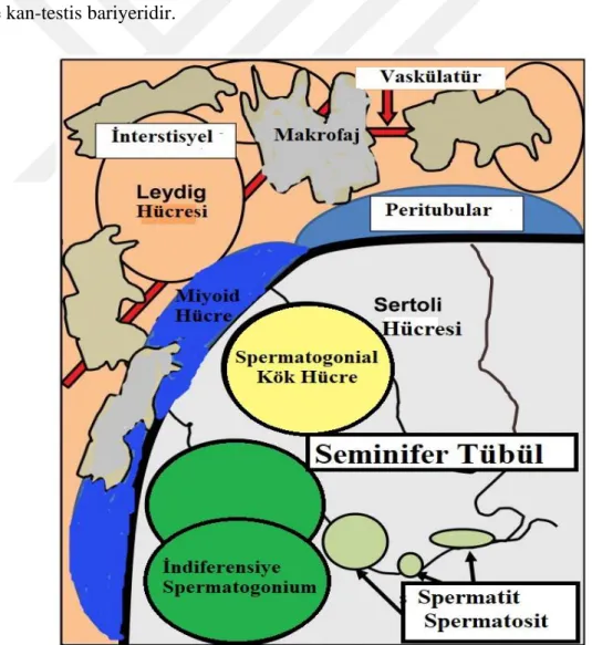 Şekil 2.1: Testiküler yapıya genel bakış (Potter and DeFalco, 2017) 