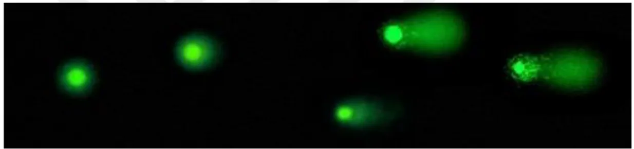 Şekil 2.2: COMET analizi floresan mikroskobu görüntüsü 