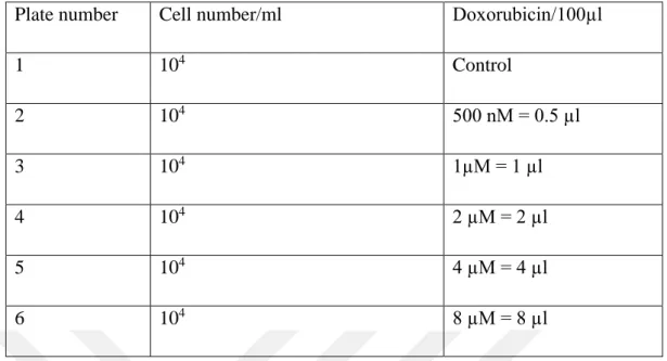 Table 3.14. MTT Assay Doxorubicin and PARP Inhibitor Concentration Per Well 