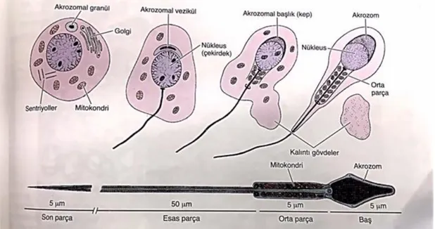 Şekil 2.3. Spermiyogenez fazlarının oluşumu   Kaynak:Junqueira L.C. et al., 1998