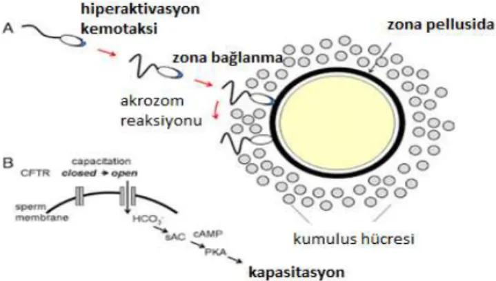 Şekil 6. Sperm Kapasitasyon Şeması 