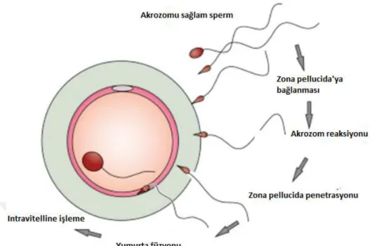 Şekil 7. Spermin Oosit Membranı İle Kaynaşması 