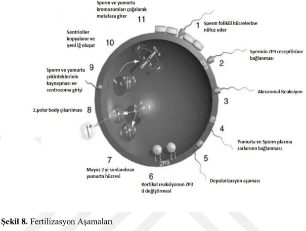 Şekil 8. Fertilizasyon Aşamaları 