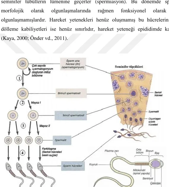 ġekil 1 Spermatogenez (Gilbert, 2000). 