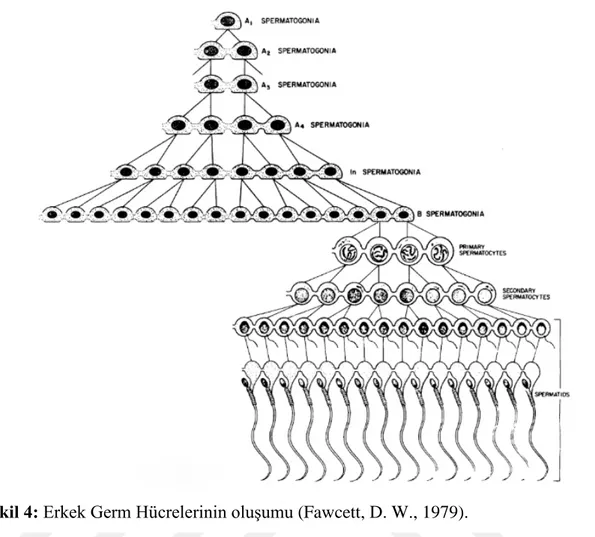 Şekil 4: Erkek Germ Hücrelerinin oluşumu (Fawcett, D. W., 1979). 4.4 Spermde Hiperaktivasyon Kontrolü 