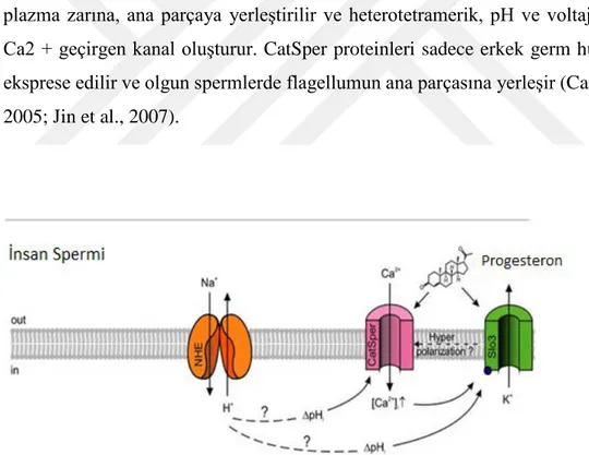 Şekil 6: İnsan sperminin kemosensör sinyal yollarında CatSper'in rolü 