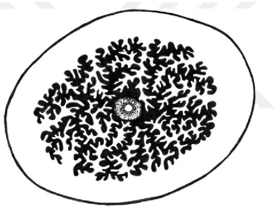 Şekil 8: Yumurtalık fallop tüpü içerisinde kümülüs çevrili insan oositinin (ortada) 