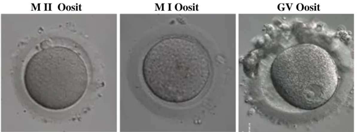 Şekil 6. Ooosit matürasyonu 