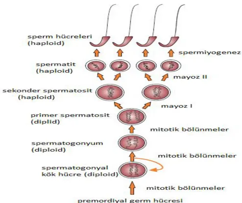 Şekil 2. Olgun spermin oluşum basamakları şekilde gösterilmiştir. 