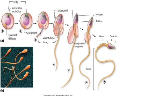 Şekil 3. Spermiyogenez aşamalarının şematik gösterimi.  (Pearson education, 2010)