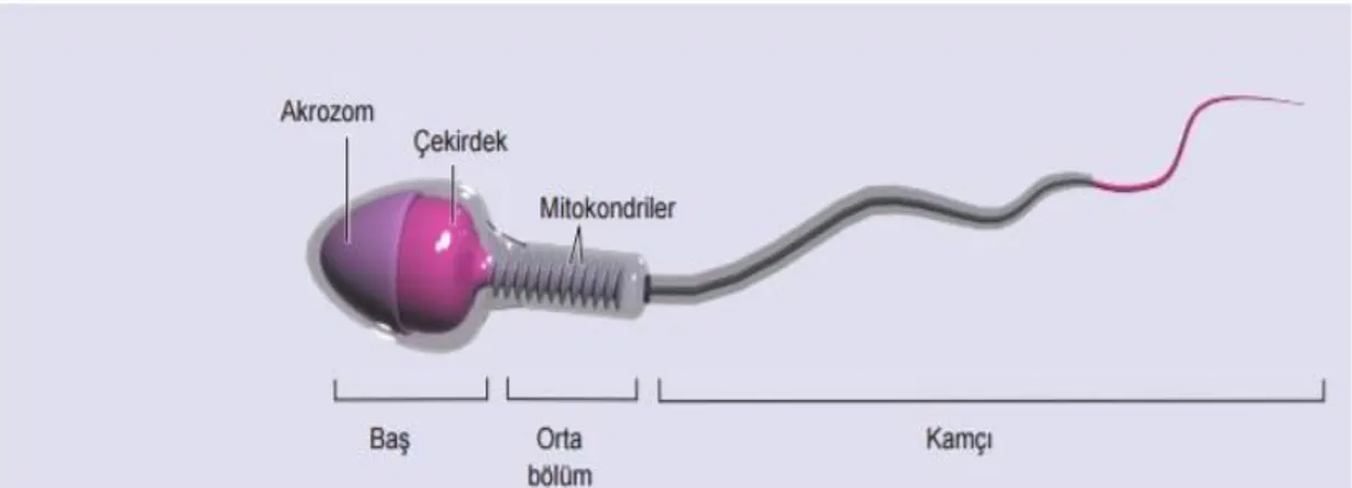 Şekil 4. Spermin yapısını oluşturan kısımların şematik gösterimi. 