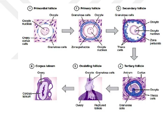 Şekil 1. Folikülogenez aşamaları  4.4.2. Primer Folikül 
