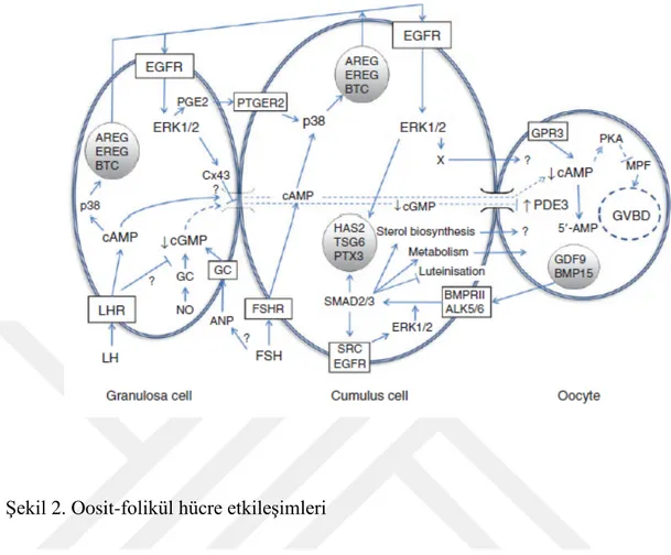 Şekil 2. Oosit-folikül hücre etkileşimleri 