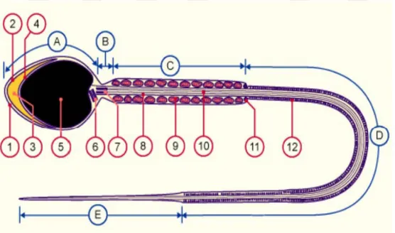 Şekil 3. İnsan Sperm Yapısı Şematik Gösterimi 