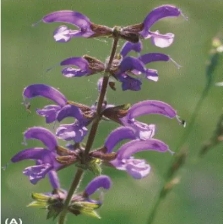 Şekil 2. Yaprak (Salvia officinalis), (Hamidpour M., 2014) 