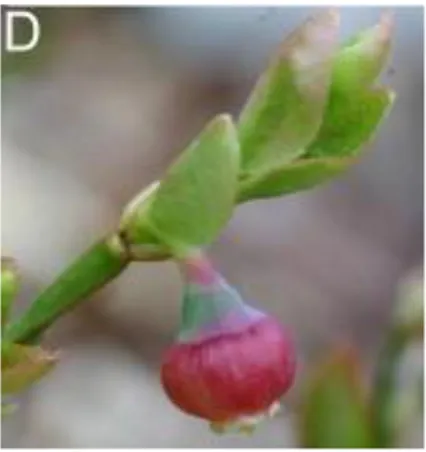 Şekil 6. Çiçek (Vaccinium myrtillus L.) (Latti, 2011) 