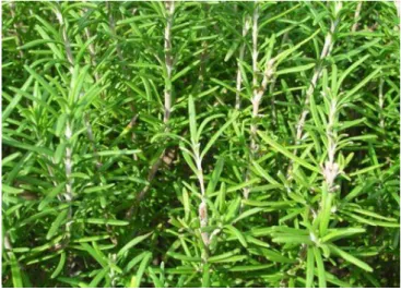 Şekil 3. Biberiye (Rosmarinus officinalis L.) bitkisi. 