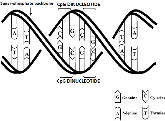Figure  2.4.  DNA  backbone  and  CpG  dinucleotides.  DNA  double  helix  and  CpG  dinucleotide  pairs