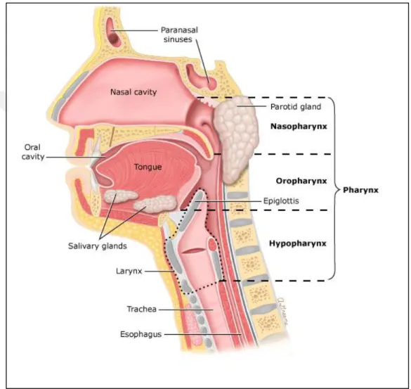 Figure 1.1:  An illustration showing possible cancer sites  in  different  regions  of the head and  neck