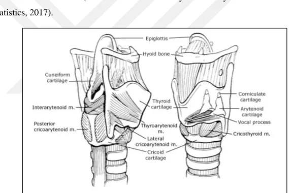 Figure 1.4 : It is shown the speech production of larynx. Picture is adapted from (Brunch et al.,  2017)