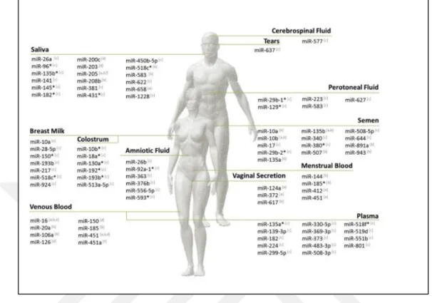 Figure 1.6: microRNAs in body liquids. It is adapted from ( Silvaet al., 2014 ). 