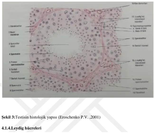Şekil 3:Testisin histolojik yapısı (Eroschenko P.V. ,2001)  4.1.4.Leydig hücreleri 