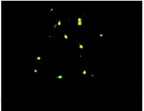 Şekil  12:  Acridin  orange  boyama  kontrol  yeşil  (normal)  DNA  ya  sahip  spermleri  göstermektedir