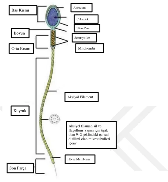 Şekil 1. Spermatozoon Yapısı  