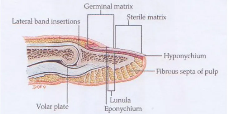 Şekil  4.  Tırnak  Germinal  Matriksten  büyür.  Distal  falansa  dorsalde  lateral  bandın  yapışma  yeri ile volarda FDP’nin yapışma yeri birbirinin ayna görüntüsü gibidir (36)