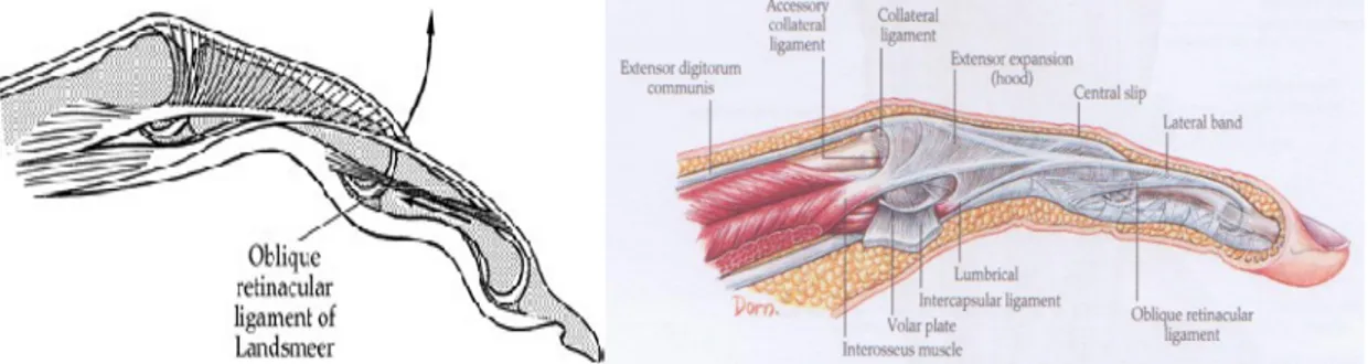 Şekil 9  ve 10. Proksimal  falanks  boynunda  fleksor tendon kılıfından köken alan, PİF eklem  rotasyon  aksının  volarine  gecerek,  DİF  eklemin  hemen  proksimalinde,  ekstensör  lateral  bantlara yapışan Landsmeer’in Oblik retinakular ligamenti (36).