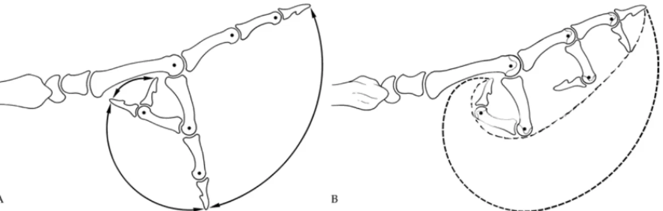 Şekil 11A) Parmağın normal geniş fleksiyon arkı MF eklem seviyesinden başlayan fleksiyona  dayanır
