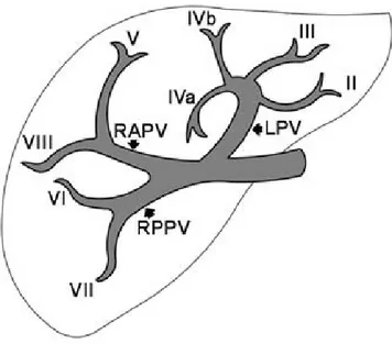 Şekil 13 : Normal portal ven anatomisi (Tip 1) (38). RAPV :Sağ anterior portal ven, RPPV : 